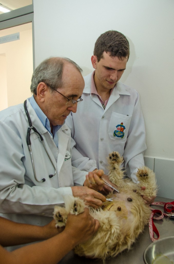 Estudante acompanha exame clínico em cão realizado pelo professor Paulo Cismeiros