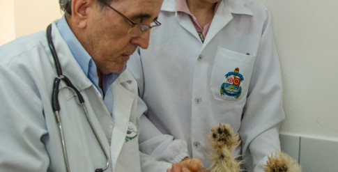 Estudante acompanha exame clínico em cão realizado pelo professor Paulo Cismeiros