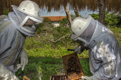 Profissionais da Ufersa no manejo com abelhas. A Universidade também deve sairá ganhando com o entreposto |Crédito: Eduardo Mendonça/Assecom/Ufersa