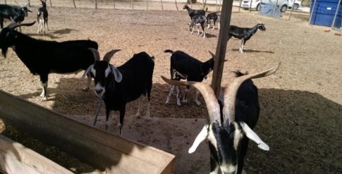 Implantação chips cabras IMG_20151130_083259717