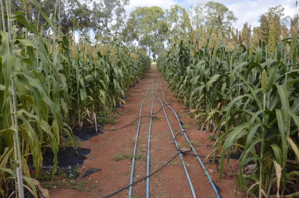 Quantidade De Adubo Por Hectare Para Milho