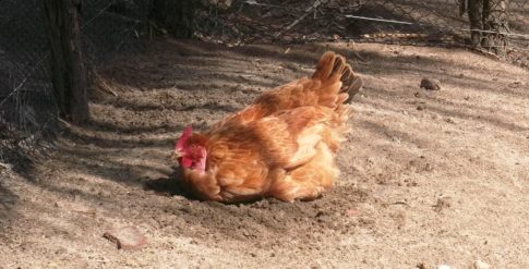 Sistema semiconfinado promove melhor bem estar para aves