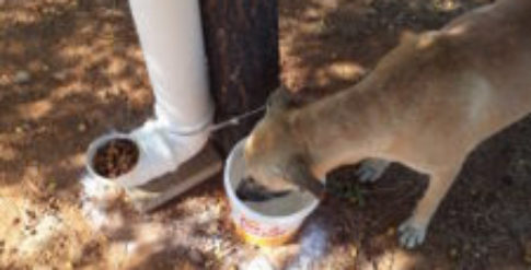 Campus Caraúbas promove projeto de extensão para proteção e adoção de animais. Foto: Cedida.