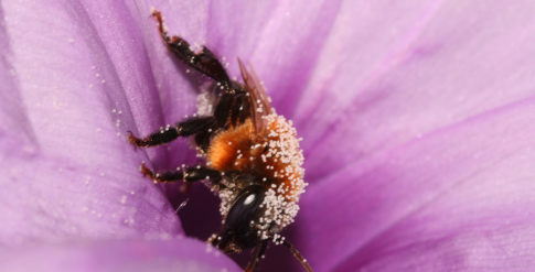 Abelha Melipona subnitida em flor de Ipomoea bahiensis Foto Michael Hrncir