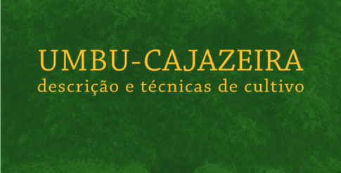 umbu-cajazeira avatar