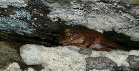 foto–abrigos–naturais–B. nanuzae – Cipó–Alexandre Ferreira Righi